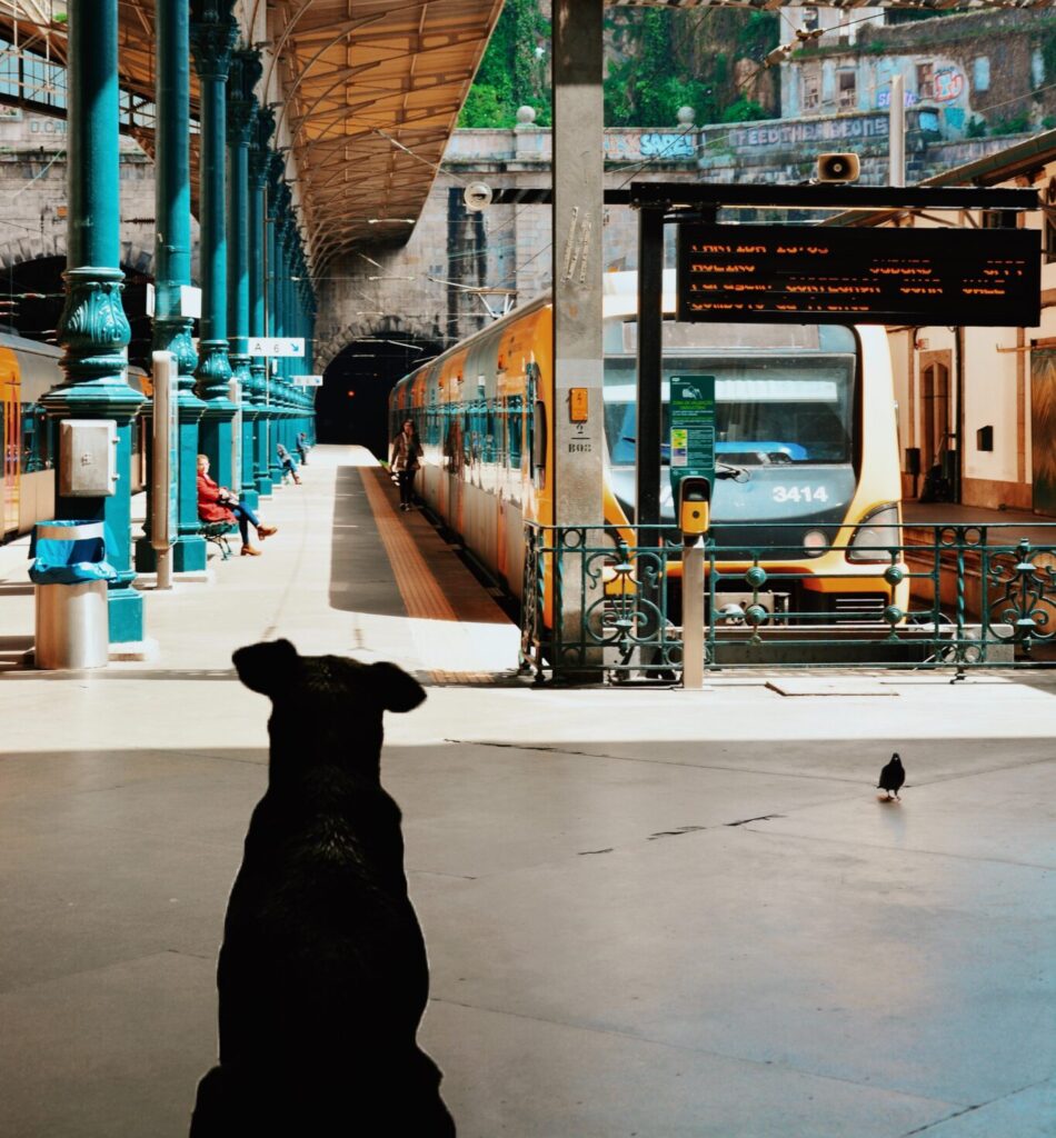 Viaggiare con il cane sui mezzi pubblici