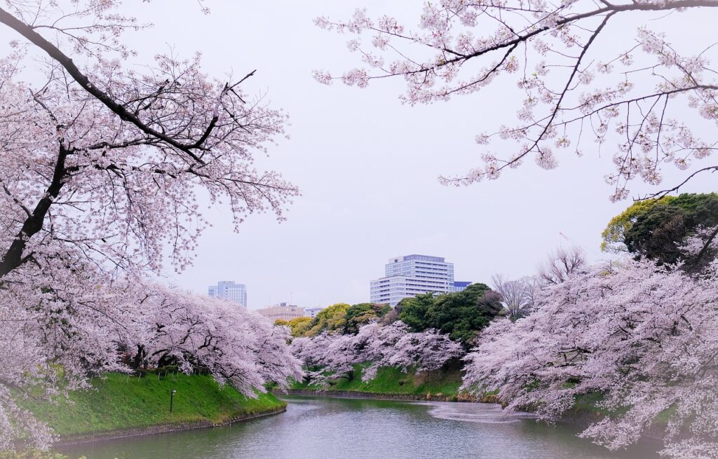 Viaggi 2024, fioritura dei ciliegi in Giappone